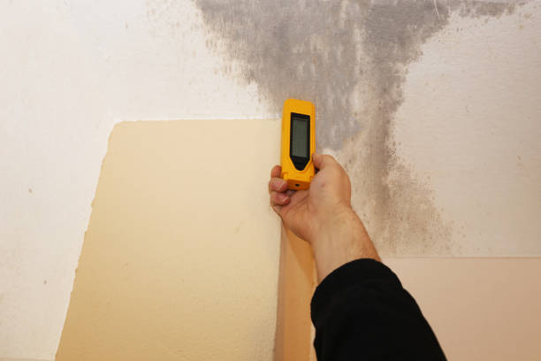 Best Air Quality Testing for Mold Spores  in Payson, UT