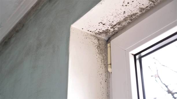 Mold Remediation for Rental Properties in Payson, UT