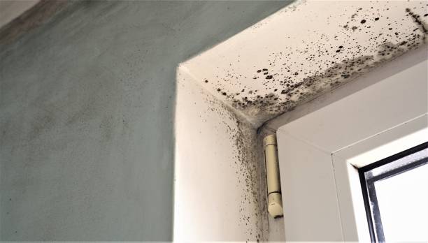 Asbestos and Lead Testing During Mold Inspection in Payson, UT