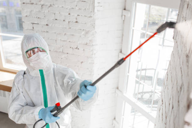 Best Real Estate Mold Inspection  in Payson, UT