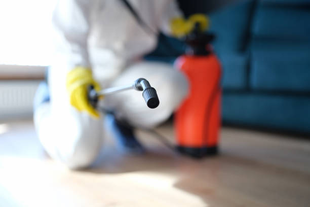 Best Basement Mold Removal  in Payson, UT