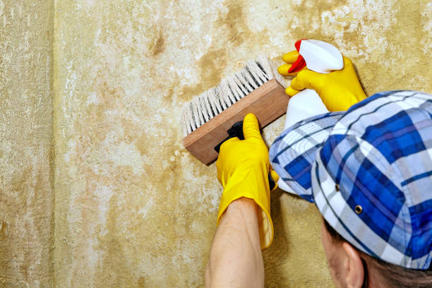 Best Comprehensive Air Testing for Mold Contaminants  in Payson, UT