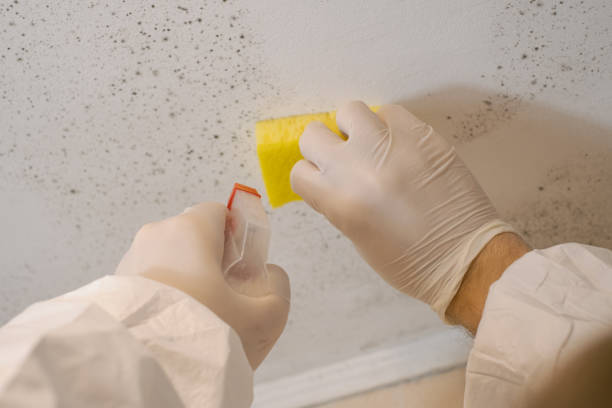 Best Black Mold Removal  in Payson, UT
