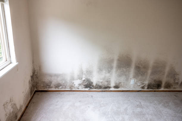 Best HVAC Mold Inspection and Cleaning  in Payson, UT